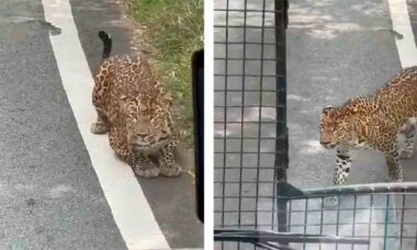 Vídeo mostra momento em que leopardo ataca ônibus de safári em Bengaluru. X @TOIBengaluru